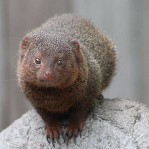 Dwarf mongoose