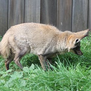 Bat-eared fox
