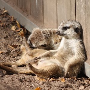 Relaxing Meerkats