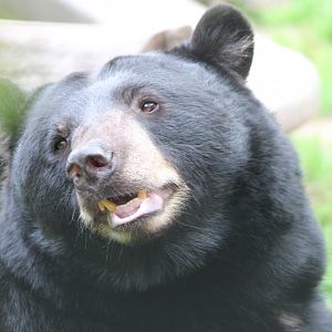 American black bear