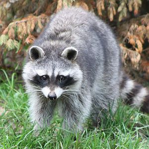 Raccoon
