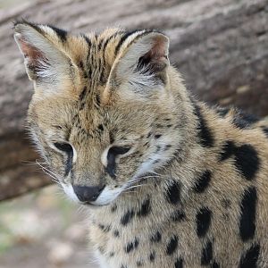 Serval