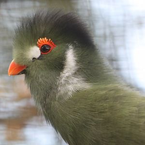 White-cheeked touraco
