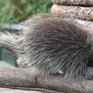 North American porccupine