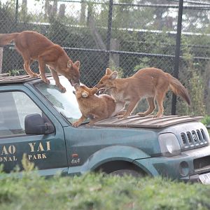 Dholes