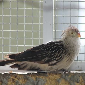 Guira cuckoo