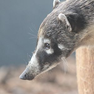 White-nosed coati