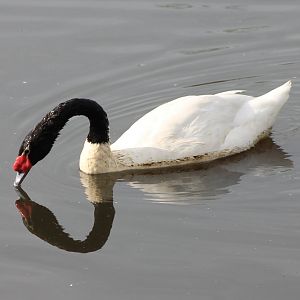 Black-necked swan