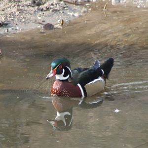 Wood duck