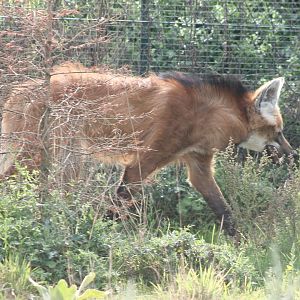 Maned wolf