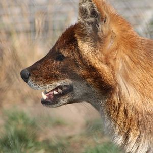 Dhole