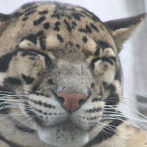 Clouded leopard