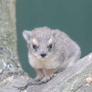 Young Cape hyrax