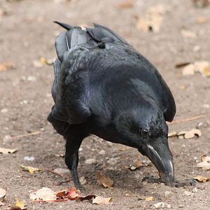 Common raven