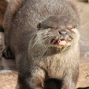 Small-clawed otter