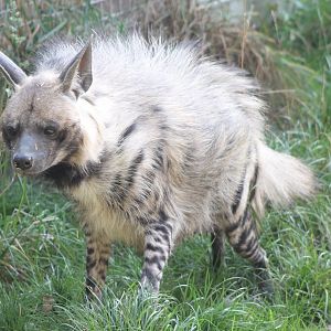 Striped hyena