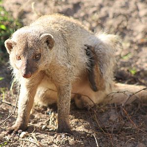 Zebra mongoose