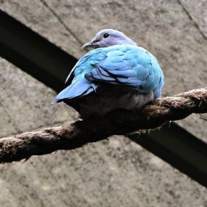 Green Imperial Pigeon