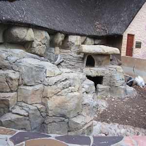 Cape Crested Porcupine Exhibit