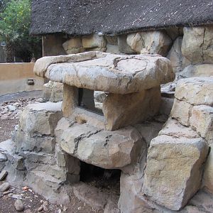 Cape Crested Porcupine Exhibit
