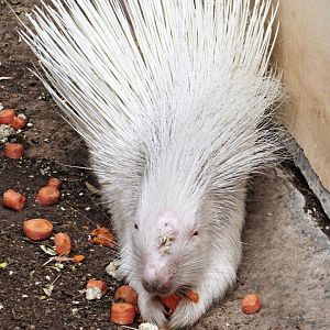 Cape Crested Porcupine