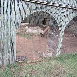 Southern Bat-eared Fox Exhibit