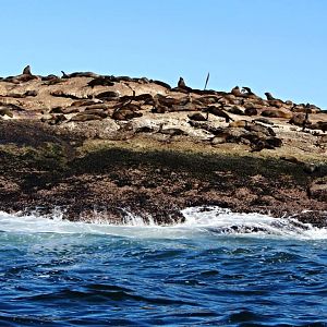 Cape Fur Seal Colony