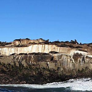 Cape Fur Seal Colony