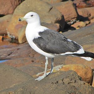 Cape Gull
