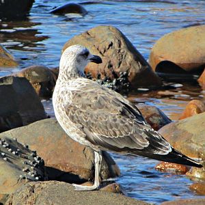 Juvenile Cape Gull