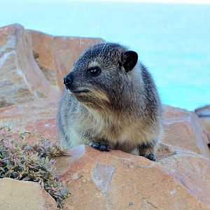 Cape Rock Hyrax