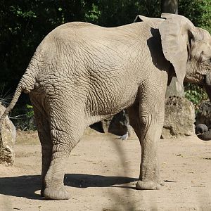 South African Bush Elephant