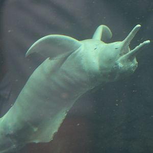 Orinoco River Dolphin