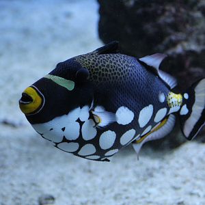 Clown Triggerfish