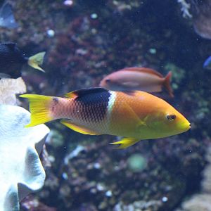 Gold-Spot Hogfish