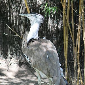 Southern Kori Bustard