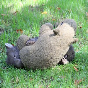 Baby Wombat Cuddling Stuffed Toy