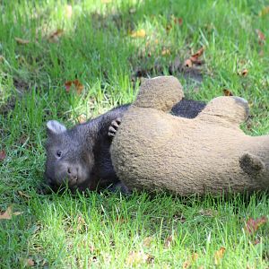Forest Wombat Joey
