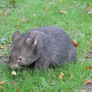 Forest Wombat Joey