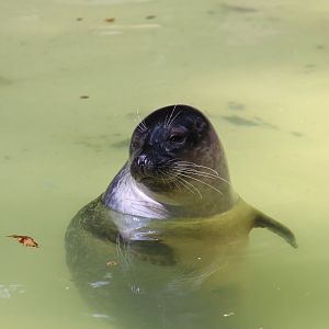 Eastern Atlantic Harbor Seal