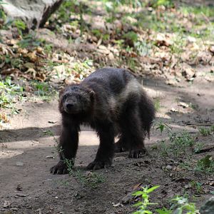 Geriatric European Wolverine