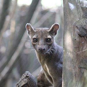 Fossa
