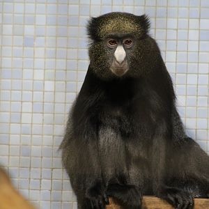 Eastern Greater Spot-Nosed Monkey