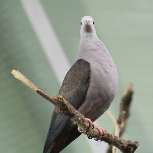 Pink-Headed Imperial-Pigeon