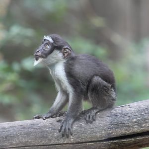 Baby Roloway Monkey