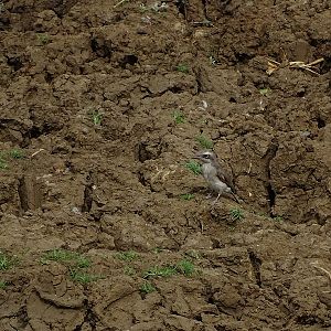 Sri Lanka woodshrike