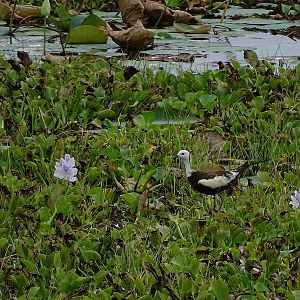 Pheasant-tailed jacana