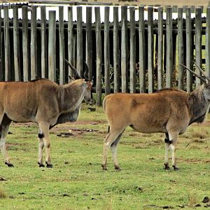 Livingstone's Eland
