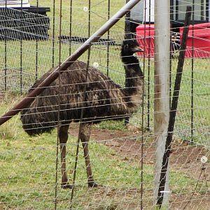 The Elusive African Emu...