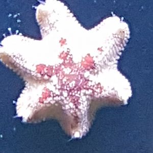 Starfish-species